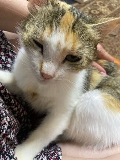 The image shows a calico cat being held by a person. The cat has white, brown, and black fur. Its eyes are green, and one eye is partially closed, giving the impression it is winking. The cat's nose is pink. A person's hand with a pink-painted fingernail is visible gently touching the cat's head. The cat is lying on a patterned fabric, possibly a blanket or clothing, with a black background and small red and white floral designs. The background behind the cat and person is blurred and appears to be an indoor setting with a brown, textured surface, possibly a sofa or carpet. The lighting suggests it is daytime, but there are no specific cues for time of day or weather. The scene conveys a sense of comfort and affection between the cat and the person. No text is visible in the image.