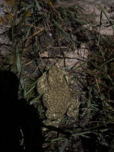 A toad, with mottled green and brown skin, is positioned in the center of the frame, surrounded by blades of grass and damp soil. The lighting suggests it is nighttime, with a strong light source casting shadows to the left of the toad. The background is dark and indistinct, with hints of rocks and vegetation. The scene appears to be an outdoor, natural environment, possibly near the coast, consistent with the location of Tyulenovo, Bulgaria, a Black Sea village known for its rugged coastline and natural beauty.