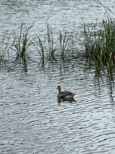 A lone goose swims in the rippling water of a lake or pond, with tall green reeds lining the background. The goose is facing to the left and is mostly brown and white. The water is dark and reflects the sky, creating horizontal lines of light and shadow. The scene is peaceful and natural.