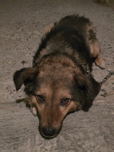 The media file is a close-up, slightly overhead shot of a dog lying on a concrete surface. The dog is medium-sized with brown and black fur, appearing to be a mixed breed. Its eyes are wide and expressive, looking directly at the camera with a curious or possibly apprehensive expression. One of its front paws is resting near its head. A metal chain is visible, attached to a collar around the dog's neck and extending out of the frame, suggesting the dog is leashed or tethered. The concrete ground has a rough texture with small pebbles embedded in it. The lighting suggests it is either nighttime or indoors with artificial light, creating shadows. The overall scene is simple and focused on the dog and its immediate surroundings. There is no visible text in the image.