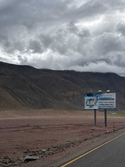 A billboard advertising the "Himalayan Wolf" stands by a road in Nyoma, India. The billboard features a photo of a wolf and text that reads, "Preserve & Protect Wildlife" and "Ladakh's silent predator ancient, elusive, and ruler of the cold deserts." Below the main text, it states "Department of Wildlife Protection, UT Ladakh." The billboard is supported by two metal poles and has three solar panels mounted on top. The surrounding environment is arid and mountainous, with a dirt road in the foreground. The sky is overcast with dramatic clouds.