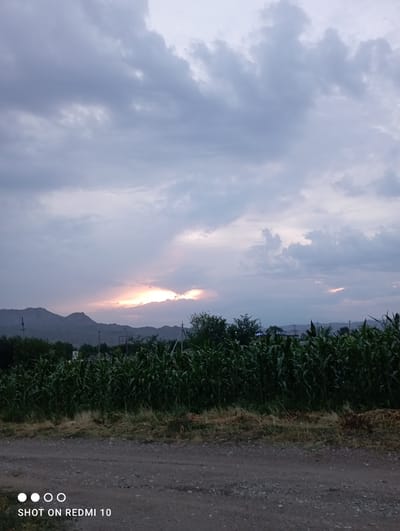 An outdoor, low-angle, wide shot captures a rural landscape under a cloudy sky at dusk. In the foreground, a dirt road leads the eye towards a field of lush, green corn stalks. Beyond the field, distant, silhouetted mountains form the horizon, with a sliver of the setting sun breaking through the clouds, casting a warm glow. The sky is filled with large, gray clouds, with patches of lighter gray and white indicating the fading daylight. A few trees are scattered across the landscape, adding depth to the scene. The overall atmosphere is serene and natural, conveying the quiet beauty of a rural evening in Taş-Kömür City, Kyrgyzstan.