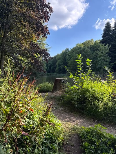 This outdoor scene depicts a natural area within Groussbus-Wal, Luxembourg. The image features a calm body of water, likely a pond or small lake, framed by dense woodland under a clear blue sky with scattered white cumulus clouds. Sunlight illuminates the scene from the right, casting shadows and highlighting the foliage. In the mid-ground, approximately one meter from the water's edge, a weathered tree stump, estimated to be 0.7 to 1 meter in height, is present; its surface is partially covered in green ivy or moss. A narrow, unpaved dirt path traverses the foreground from right to left, leading towards the water and the tree stump. The surrounding environment consists of a variety of trees with dense green and darker reddish-brown foliage, forming a verdant backdrop. The immediate foreground is populated by lush green undergrowth, including plants with prominent reddish-brown stalks. No human or animal subjects are present within the frame.