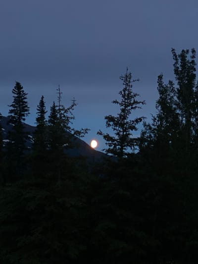 A full moon, glowing orange, is visible through a gap in the dark silhouettes of evergreen trees and the dark slope of a mountain. The sky is a deep, dusky blue, with faint horizontal clouds. The moon is positioned in the upper right quadrant of the image, partially obscured by the branches of a tree. The foreground is dominated by the dark, dense foliage of the trees. The image appears to have been taken at dusk or during the night. The location is the outskirts of Haines Junction, Canada.