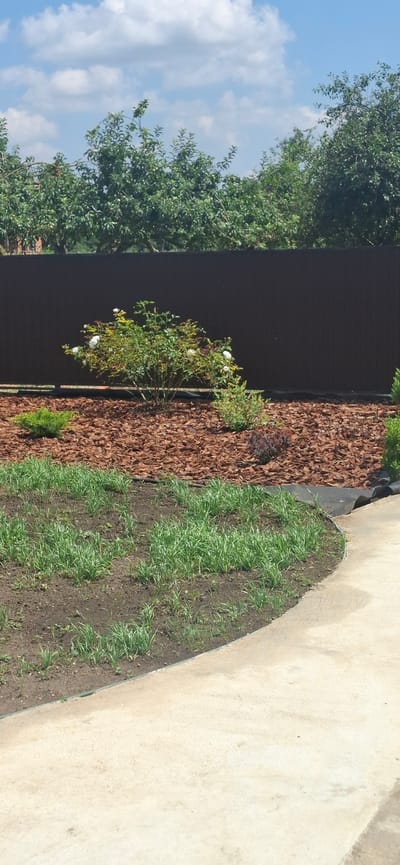 The image shows a garden area with a brown fence in the background and a concrete pathway in the foreground. In the middle ground, there is a rose bush with white flowers, surrounded by mulch. To the left of the rose bush, there is a small evergreen shrub. In the foreground, a section of the garden bed is planted with young green grass. The sky above is blue with white clouds. This appears to be a residential garden located in or near Kabekhabl, Russia, given the style of fencing and common landscaping elements.