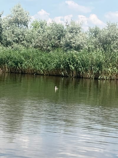 The image shows a body of water adjacent to a shoreline covered in dense green vegetation. The water has a rippled surface, reflecting the sky and surrounding trees. In the distance, a small white bird is visible on the water, appearing to be in flight or resting. The shoreline is lined with trees and reeds, creating a natural barrier between the land and the water. The sky is partially cloudy, suggesting a daytime scene with some cloud cover. The overall setting appears to be a natural, tranquil environment. The image is oriented vertically, with the shoreline and vegetation on the left and the water on the right. The location context provided is Levadivka, Ukraine, which implies a rural or natural landscape. There is no visible text in the image.