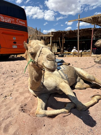 The image depicts a dromedary camel resting on sandy ground in Dahab, Egypt. The camel has a harness and appears saddled. An orange tour bus, labeled "International Sun for Tourism" and displaying the website "www.sunegypt.com," is parked nearby. In the background, there is a thatched-roof structure, and evidence of human presence is seen with a partially visible individual. The sky is partly cloudy with blue sky.