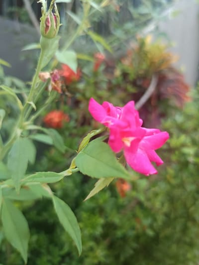 A close-up photograph depicts a single fuchsia-pink rose in partial bloom, positioned in the mid-right portion of the frame. The rose exhibits five visible petals and a lighter, possibly yellow-white, central pistil/stamen area. To the upper left, a tightly closed rosebud, primarily green with hints of red showing through, is attached to a separate stem. Both the blooming rose and the bud display green, serrated leaves along their stems. Some dried, reddish-brown foliage is present behind the rosebud. The background is significantly out of focus, rendering various green shrubs and indistinct reddish-orange floral elements as blurred shapes. A faint, light-colored vertical surface is observable in the upper-right background. No human figures or specific human activity are discernible. The scene is located in Ouderkerk aan de Amstel, Netherlands.