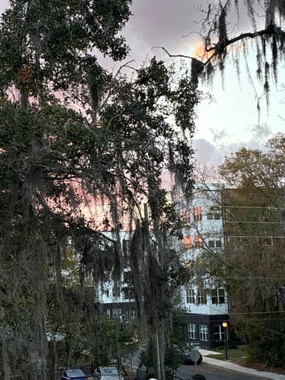 The image displays an elevated outdoor scene in Gainesville, United States of America, captured during twilight hours, evidenced by the pink and orange light in a partially cloudy sky. The foreground is dominated by the dense canopy of large trees, heavily draped with Spanish moss and featuring dark green leaves. Through and beneath these branches, a multi-story building with white exterior walls and dark accent trim is visible in the midground; several of its windows reflect the warm hues of the sky. Below the building, a paved street or roadway is present, with a sidewalk and a black streetlamp post. Parked vehicles include a silver sedan, a blue pickup truck, and a dark-colored vehicle. A white 'ONE WAY' traffic sign is visible near the street. No individuals are present, and no discernible actions or interactions are occurring within the frame.