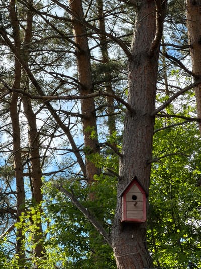 A view looking up through the branches of a tree. A birdhouse is mounted on one of the large branches. There is no indication that this scene is in Lermontovo, Armenia.