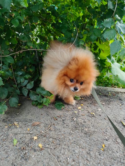 In Trudovoye, Russia, a small, fluffy Pomeranian dog with orange and cream fur stands on a gravel path near a dense cluster of green bushes. The dog is facing the camera, with its head slightly tilted and its dark eyes looking forward. A light green leash is visible, extending diagonally across the lower right portion of the image. Fallen leaves are scattered on the path, and the background is dominated by the lush green foliage of the bushes.
