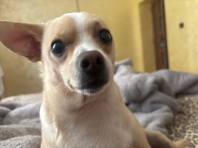 A close-up shot of a tan and white chihuahua with large, dark eyes and a brown nose. The dog's head is tilted slightly, and one ear is partially folded over. The background is blurry, showing a bed with gray bedding and a partially visible yellow wall with a dark doorway in the distance. The location of the image is in Bulgaria, but information about Septemvritsi is not evident in the image.