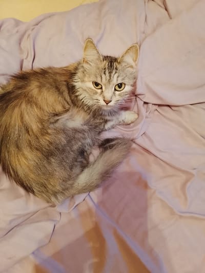 A fluffy, silver and brown tabby cat is curled up on a wrinkled, lilac-colored bedsheet. The cat is looking directly at the camera with wide, yellow eyes. The background is a blurred yellow wall. There is no visible indication of the city of Kireyevsk, Russia, or any other location. The image captures a domestic scene of a pet animal.