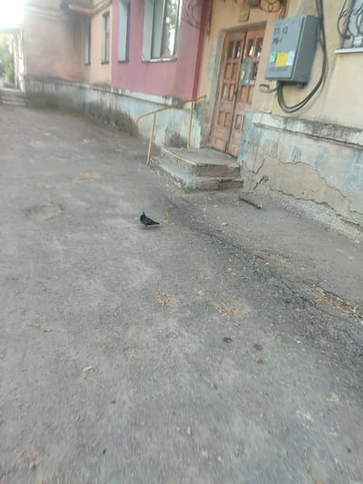 The image depicts an outdoor scene in Zhovti Vody, Ukraine, focusing on a worn asphalt courtyard with a pigeon standing on it. To the right, a portion of a building is visible, characterized by a light-colored, weathered facade and a closed wooden door with multiple glass panes. Mounted on the building's wall is a grey electrical box with some labels and black cables. The ground is covered in cracked asphalt and scattered debris, suggesting an urban environment. The lighting indicates it is daytime.