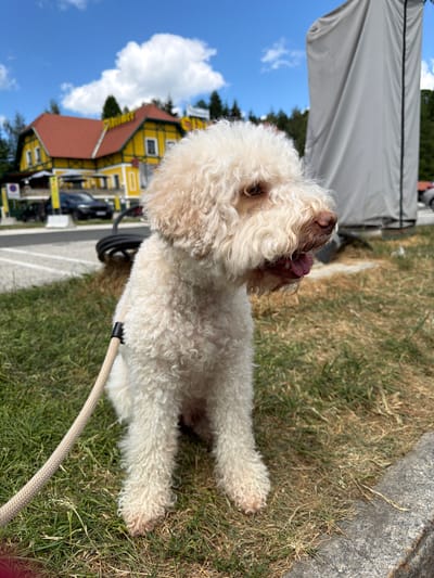 This media file captures a fluffy, cream-colored dog sitting on grass with its tongue slightly out. The dog has curly fur and appears to be a poodle or a similar breed. In the background, a yellow building with a red roof is visible, suggesting a European architectural style. The sky is blue with scattered white clouds. To the left, a large, gray tent or awning is partially visible. The scene is outdoors, likely during the daytime, with sunlight illuminating the grass and the dog. The overall mood is relaxed and casual, possibly indicating a walk or a break during an outing. The location context provided is Unterauerling, Austria. No visible text is discernible in the image.