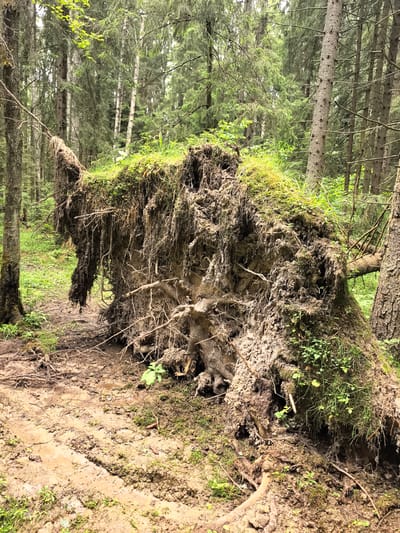 A large tree has been uprooted, with its massive root ball exposed and covered in moss and grass. The tree has fallen on its side in a dense forest setting, likely in Sergiyev Posad, Russia. The ground beneath and around the uprooted tree is muddy and appears to have tire tracks, suggesting it may have been moved or accessed by a vehicle. The forest is composed of tall coniferous trees with some lighter colored birch trees interspersed. The scene is lush and green, indicating it is likely spring or summer. The overall mood is one of natural disruption and the power of nature. There is no visible text in the image. The time of day appears to be daytime, with soft, diffused light filtering through the trees, suggesting overcast or cloudy weather.