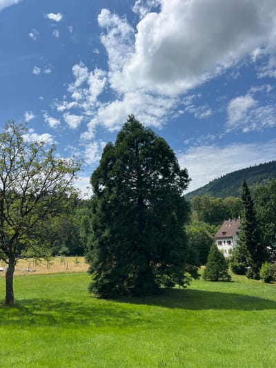 This is a vertically oriented outdoor photograph taken on a sunny day. The scene depicts a house nestled amongst trees on a hillside, with a lush green lawn in the foreground. The sky above is a vibrant blue, dotted with fluffy white clouds. The house appears to be a traditional European style building with a red-tiled roof. A large, mature tree with dark green foliage dominates the mid-ground, casting a long shadow across the lawn. In the background, a densely forested hillside rises steeply, obscuring the upper portions of the landscape. The overall impression is one of a peaceful, idyllic rural setting. The time of day appears to be daytime, likely late morning or early afternoon, given the bright sunlight and the angle of the shadows. There is no visible text in the image.