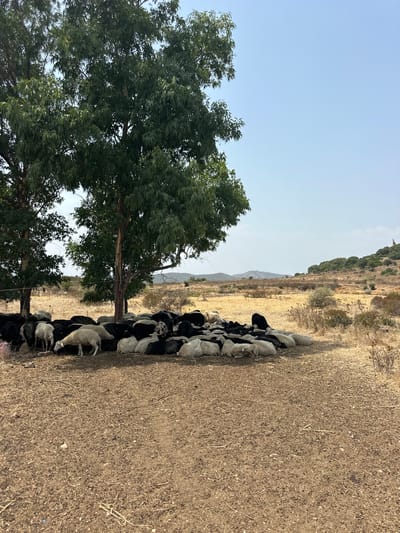 The image depicts a flock of sheep gathered in a dry, dusty landscape. The sheep are a mix of black and white, with some appearing to be lambs. They are huddled together, resting or perhaps seeking shade from the sun. Two large trees with dense green foliage stand to the left of the frame, offering a stark contrast to the parched earth. In the background, a rolling, arid hillside is visible under a clear, pale blue sky. The overall impression is one of a hot, dry day in a rural, Mediterranean-like environment. The orientation of the image suggests it might have been taken vertically and then rotated for presentation. No text is visible in the image.