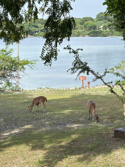 The scene is taken at a waterside area in Gerokgak, Indonesia, and features two deer grazing on a grassy field. The water is visible in the background, with a forested landmass in the far distance. A sign is present near the water's edge. The foreground includes trees with dense foliage framing the left side of the image.
