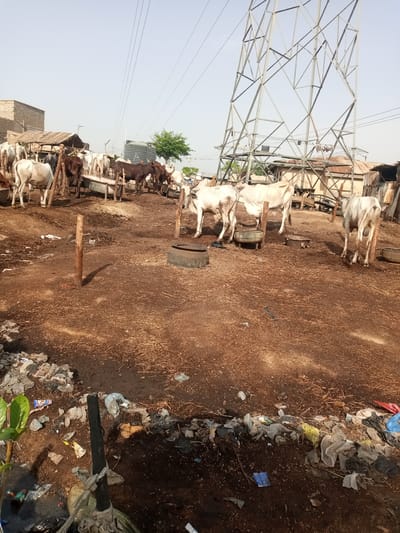 The image depicts a dusty, outdoor animal pen in Hotoro North, Nigeria, likely a cattle market or holding area. A herd of cattle, predominantly white and dark brown, are present within the enclosure. They are gathered around feeding troughs. The ground is a mixture of dry earth, straw, and considerable litter, including plastic bags, bottles, and other debris. In the background, a large metal electricity pylon dominates the skyline, with overhead power lines stretching across the frame. Rustic shelters with corrugated metal and thatched roofs are visible, along with simple wooden structures. Some of the cattle appear to be tethered to wooden posts. The overall environment appears somewhat unkempt and arid.