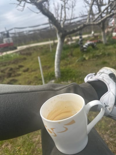 The image presents a close-up, low-angle perspective of a person's lower body in an outdoor environment identified as Polkovnik Lambrinovo, Bulgaria. A white ceramic mug, containing a light brown liquid consistent with coffee and exhibiting residue marks, rests on a leg clad in dark olive-grey trousers. The mug features a subtle light-gold decorative pattern. A white athletic shoe with black accents, including a visible logo resembling Puma, is partially visible on the right foot. The immediate ground is covered in green grass with several patches of disturbed earth. Multiple slender, vertical white poles protrude from the ground. In the midground, several deciduous trees with light-colored, possibly whitewashed, trunks and bare branches are present. A dark, indistinct, coiled or segmented object lies on the ground to the right. The background features a dirt or gravel path. Beyond the path, an agricultural area is visible, characterized by more bare trees and an extensive dark netting or canopy structure overhead. A red and white piece of heavy machinery, possibly an excavator or similar equipment, is partially discernible on the far left, behind the path and netting. The sky is overcast.