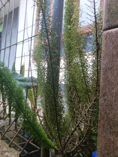 The scene depicts a close-up view of multiple densely foliated, slender green plants, possibly a species of *Asparagus densiflorus*, in an outdoor or semi-outdoor setting within Kon Tum, Vietnam. The plants dominate the central and left portions of the frame, exhibiting numerous upright stems covered in small, needle-like leaves; some lower stems appear drier. A rusty, wire mesh structure is partially visible in the lower left foreground. A dark grey metal pole extends vertically behind the central plant cluster. On the far right, a vertical section of a brown, textured surface, possibly wood or tile, frames the image edge. A blue bottle cap is partially visible in the bottom right corner. Through the foliage and a metal-barred barrier, a window and obscured architectural elements, including a potential brown tiled roof, are discernible in the background, suggesting proximity to a building. No individuals or active subjects are present.