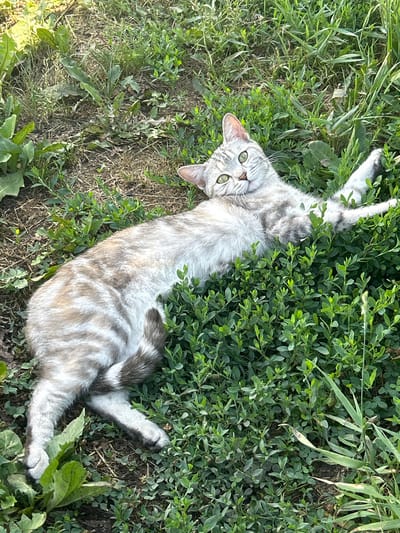 A tabby cat with silver and gray stripes, green eyes, and a pink nose is lying on its back in lush green grass. The cat is positioned diagonally from the bottom left to the top right of the frame, with its head slightly tilted and its front paws extended upwards. The background consists of dry soil and various green plants, suggesting an outdoor, possibly rural or park setting. The lighting indicates it is daytime with sunlight filtering through. There are no people or man-made structures visible. The scene is devoid of any context suggesting a specific location within Sychevka, Russia, beyond it being an outdoor environment.