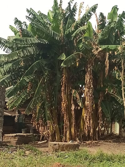 The image shows a dense grove of banana trees in Obromudu, Nigeria, located at the coordinates 5.953° N, 5.697° E. The trees are tall, with lush green leaves and brown, withered fronds hanging down. The banana plants are clustered closely together, their trunks and leaves intermingling, creating a thick canopy. The ground is bare and dusty, with some scattered green vegetation. There are no people or animals visible in the image. A small concrete block sits on the ground, with a few pieces of trash around it. A small, wooden structure can be seen in the left corner of the image, with a partially obscured object on the ground near it. The area appears to be a residential or rural area, possibly a backyard or orchard, with no signs of roads or other public areas.
