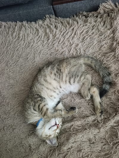 A tabby cat is sleeping on a soft, beige, furry surface. The cat is curled on its side with its head tilted back and eyes closed. It has a blue collar around its neck. The background appears to be a couch or sofa with a dark gray fabric. The image was taken in Manhush, Ukraine.
