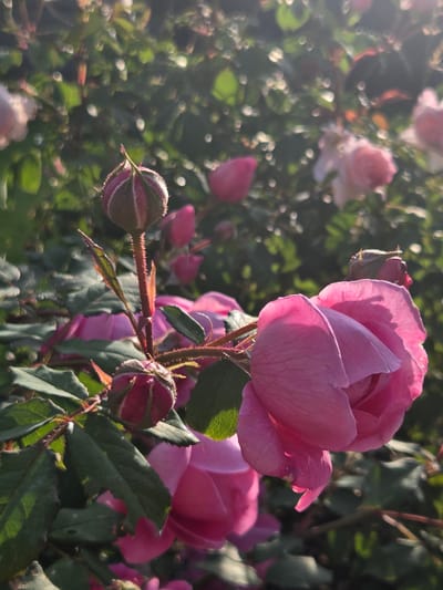 A close-up shot shows pink roses with green leaves bathed in sunlight. The roses appear to be in a garden. The image is oriented vertically. The sun is visible in the upper right corner, creating a soft bokeh effect. The image does not contain any people. There is no information to suggest the location is in Frolovo, Russia.