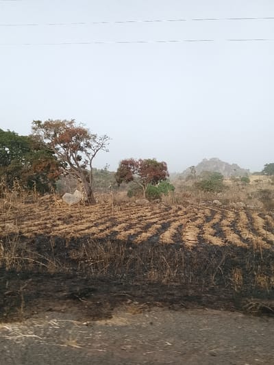 The image depicts a rural landscape in Jibilik, Nigeria, under an overcast or hazy sky. The foreground features a strip of dark, possibly burnt or recently tilled ground, with scattered dry stubble. Immediately beyond this, a field extends with distinct, parallel rows of light brown, cultivated soil alternating with darker, burnt or cleared sections. Several trees are present in the midground; a prominent tree with sparse reddish-brown foliage stands on the left, next to a large, light-colored boulder. Another smaller tree with reddish leaves is visible to its right. Patches of green foliage and additional scattered rocks are interspersed throughout the midground. The background reveals undulating, rocky terrain, somewhat obscured by atmospheric haze or distance. The upper third of the frame is a pale grey sky, crossed horizontally by two thin, dark lines, likely power lines. No individuals or active human interventions are visible within the scene.