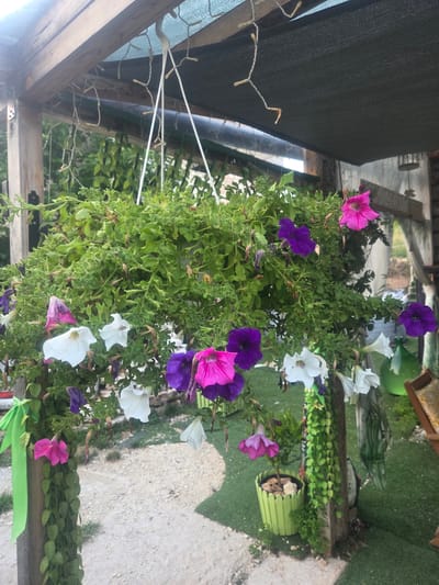 This image shows a hanging planter filled with abundant green foliage and multiple blooming petunias of pink, purple, and white colors. The planter is suspended from a wooden pergola-like structure that is partially covered by a dark mesh shade fabric. String lights are also visible, hanging from the pergola. The planter is decorated with a vibrant green ribbon tied around a wooden post supporting the structure. In the background, there is a small potted plant with green foliage and rocks, and glimpses of a courtyard or outdoor area with gravel and artificial turf. The scene suggests an outdoor setting, possibly a patio or garden area. While the image's context is not explicitly given, the mention of Fumane, Italy, implies this is a location within that city. No people are visible in the image.