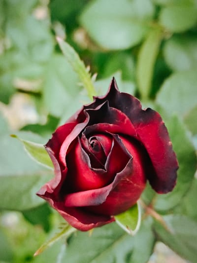 The image is a close-up, top-down view of a dark red rose bud, still mostly closed, with velvety petals that transition to a deep burgundy at the edges. The rose is set against a softly blurred background of green foliage. There is no indication of the city of Bykovka, Russia, or any specific geographical location within the image itself. The scene is a still life of a single flower, with no people, actions, or interactions depicted.