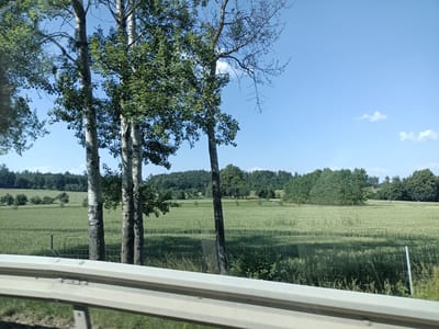 The image depicts a rural landscape under a clear blue sky with a few scattered white clouds, suggesting a bright, sunny day. The scene is dominated by a vast, green field, likely a crop like wheat or barley, stretching towards a dense line of trees in the distance. The trees form a dark green, undulating horizon, with some appearing taller and more established than others. In the foreground, a cluster of tall, slender trees with white, textured bark, possibly birch trees, stand prominently on the left side of the frame. One of these trees on the right is bare of leaves, revealing its intricate branch structure against the sky.
In the immediate foreground, a metallic guardrail runs horizontally across the bottom of the image, indicating the perspective of someone traveling by road. Beneath the guardrail, a strip of grass and some wild vegetation can be seen. The field itself is textured by shadows cast by the trees and possibly by the wind moving through the crops. A simple wire fence with occasional posts runs along the edge of the field, separating it from the foreground.
The overall impression is one of peaceful agricultural countryside. The time of day is likely midday or early afternoon, given the bright sunlight and distinct shadows. There is no visible text in the image. The location is identified as Šternov, Czechia. The scene evokes a sense of calm and natural beauty, typical of a summer day in a rural European setting.