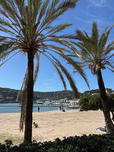 This image depicts a sunny coastal scene at Port de Sóller, located in Sóller, Spain. The sky is clear blue with sparse, wispy white clouds. Two prominent palm trees, with their green fronds, frame the view, one positioned on the left and another on the right foreground. Dark green ground cover foliage is visible in the lower foreground.

The mid-ground features a wide, light beige sandy beach. On the beach, one individual is lying prone on a white towel or mat, partially obscured by the right palm tree and bushes. Further left, a child, potentially wearing a green top, is kneeling or sitting on the sand, engaged in an activity that appears to be playing or digging. Near the water's edge on the left, one individual stands facing the water. To the right of the standing individual, a small group of approximately three to four people are gathered near the water, with some appearing to be seated on the sand.

Beyond the beach, a calm blue body of water forms a bay or harbor. Numerous white yachts and boats are docked at a marina, which is bordered by a pier or breakwater. In the background, green, tree-covered hills rise, with some distant buildings visible on their slopes.