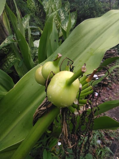 A close-up photograph captures three unripe, light green, spherical fruits, each approximately 3-4 centimeters in diameter, clustered at the apex of a thick, upright green stem. Each fruit displays a short, dark stem remnant at its superior pole. Water droplets are visible on the surfaces of the fruits and the surrounding foliage. Immediately below the fruits, the stem is encircled by dried, dark brown, fibrous remnants and several truncated, light green stalks, likely from a previous inflorescence. Large, broad, green leaves, belonging to the same plant, dominate the foreground and background. Some background leaves exhibit lighter green variegation. The immediate environment is characterized by blurred green vegetation, and the ground surface visible at the lower right is dark and appears moist. The scene is illuminated by ambient natural light. This visual record originates from Cijedil, Indonesia.