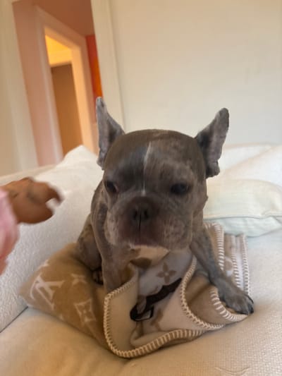 A light-grey brindle dog, possibly a Staffordshire Bull Terrier or similar breed, is the main subject of the image, positioned on a light-colored sofa or couch. The dog is looking intently towards the lower part of the frame, where a human hand holds a brown, circular treat or cookie. Its ears are perked up, and its expression suggests focus and anticipation.
The dog is partially covered by a beige or tan blanket with a distinct, repeating monogram pattern. This pattern features intertwined letters "L" and "V," characteristic of the Louis Vuitton brand. The dog's front paws are visible on the blanket, with one tucked within its folds. The background shows muted, light-colored walls and soft furnishings, indicating an indoor setting, likely a living room. The lighting suggests it is daytime. The image appears to be taken from a slightly elevated perspective looking down at the dog. While a location context of the Royal Borough of Greenwich, United Kingdom, is provided, there are no specific visual cues within the image itself to confirm this.