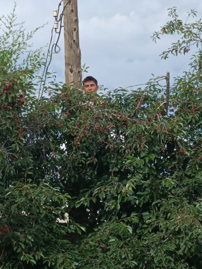 In Kyzyl Suu, Kyrgyzstan, a person is partially visible amidst lush green foliage of a cherry tree, with ripe red cherries dotting the branches. The individual's head and upper torso are peeking out from behind the dense leaves, their face turned slightly to the left. Behind the tree, a weathered wooden utility pole stands tall, adorned with insulators and wires, suggesting an outdoor, possibly rural or semi-urban setting. The sky above is overcast with a cloudy, grayish hue.