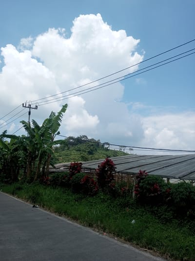 The image shows a road scene in Xayabury District, Laos. A gray asphalt road is in the foreground. To the right of the road is a grassy area interspersed with red flowering plants. Behind the plants are rows of structures covered with a translucent material, possibly greenhouses. Further in the background is a green hillside. Banana trees are visible on the left side of the image. Above, the sky is blue with large, white clouds. Electrical wires run across the upper portion of the frame. A utility pole with electrical equipment is positioned among the banana trees.