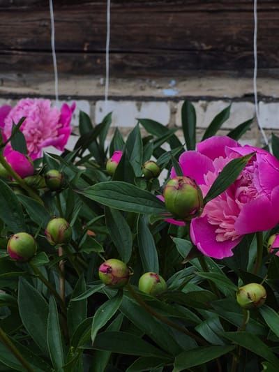 The image shows a cluster of bright pink peony flowers and buds against a backdrop of weathered wooden planks and a brick wall. Several unopened buds, some with hints of pink showing at their tips, are nestled amongst the dark green foliage. A fully bloomed, vibrant pink peony is prominent in the foreground on the right, with another slightly blurred pink bloom visible in the background on the left. The scene appears to be an outdoor setting, possibly a garden or yard, with the rough textures of the wood and brick suggesting an aging structure. The lighting suggests it is daytime, with soft shadows indicating diffused light. The image does not contain any people. The location is identified as a private residence in Dojnyaya, Russia.
