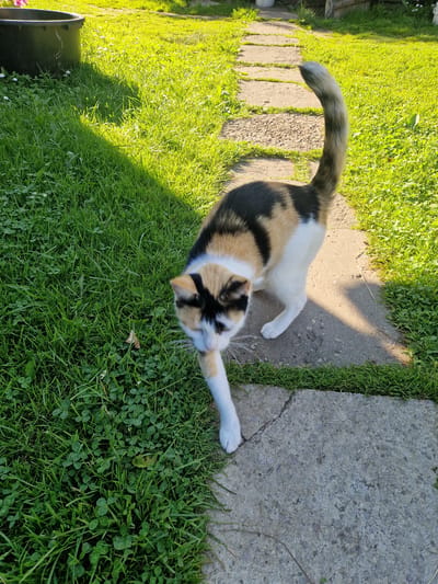 A calico cat walks on a stone path in a grassy yard. The cat has patches of black, white, and orange fur. Its tail is curved upwards and its eyes are partially closed. The path is made of rectangular stone slabs. The surrounding area is covered in lush green grass and some clover. The scene appears to be in a residential area in Rikava, Latvia, with the sunlight casting long shadows on the ground, suggesting it is late afternoon. In the background, there is a black plastic container and more greenery.