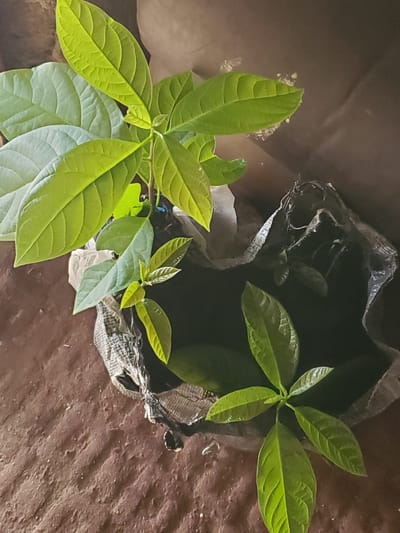 The image shows two young avocado plants growing in a black plastic bag that has been partially opened. The plants are in the foreground and are a vibrant green color, with large, glossy leaves. The bag appears to be sitting on a rough, brown surface, possibly dirt or a coarse fabric. The background is dark and out of focus, making the plants the main subject. The lighting suggests it is daytime, but there are no clear indicators of the specific time of day or weather conditions. The setting appears to be outdoors or in a dimly lit indoor space. There is no visible text in the image. The overall impression is one of growth and nature, with the young plants representing new life.