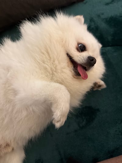 A white Pomeranian dog lies on its back on a dark green velvet surface, possibly a couch. The dog's tongue is protruding from its mouth. The dog appears to be indoors. This scene is not necessarily in Lausen, Switzerland.