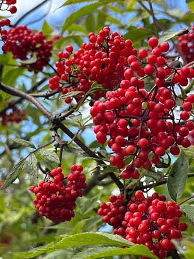 A close-up, eye-level shot captures a cluster of vibrant red berries on a branch, set against a backdrop of lush green leaves and a bright blue sky. The berries are small, round, and grow in dense bunches. Some are perfectly spherical, while others have a slightly flattened appearance. Their color is a rich, deep red, with some hints of orange and yellow where the sunlight catches them.
The branches are thin and dark brown, with a rough texture. The leaves are a lively green, with serrated edges and visible veins. They are slightly out of focus, creating a bokeh effect that makes the berries stand out even more. The sky is a soft, pale blue, peeking through the foliage.
The overall impression is one of natural beauty and abundance. The image evokes a sense of late summer or early autumn, when berries are ripe and ready for harvest. The setting appears to be outdoors, likely in a park or garden, given the presence of trees and the natural lighting. The image does not contain any people or urban elements, suggesting it was taken in a natural setting within Karabanovo, Russia.
