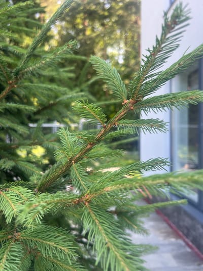 The image is a close-up, slightly angled shot of lush green pine branches. The needles are densely packed and have a vibrant green color, with some brown accents on the twigs. The background is blurred, showing hints of foliage, possibly trees, and a portion of a building with a white wall and a dark window or frame. The overall impression is one of natural growth against an urban backdrop. The location is not discernible from the image.