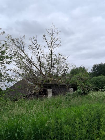 A low-angle, wide shot captures an abandoned, dilapidated wooden structure covered in dark, weathered shingles, with parts of its roof caved in. A large, dead tree with sparse branches grows through the roof and out of the structure, its bare limbs reaching upwards. Green grass and foliage surround the building, with some taller weeds and wild flowers in the foreground. The sky is overcast with heavy, gray clouds, suggesting a gloomy day. The scene is set in the Дубровенскі сельскі Савет, Belarus, indicating a rural or semi-rural location. There are no people present in the image, and no discernible actions or interactions are depicted.