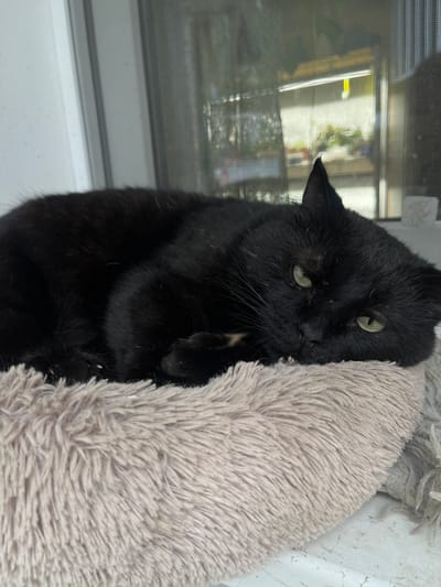 A black cat is lying curled on a fluffy beige pet bed, resting its head on its paws. The cat has green eyes and appears to be looking at the camera. The background shows a window with a view of greenery and indoor lighting. The scene is indoors, likely in a domestic setting. There is no visible information that would place this image in the city of Gat', Russia.