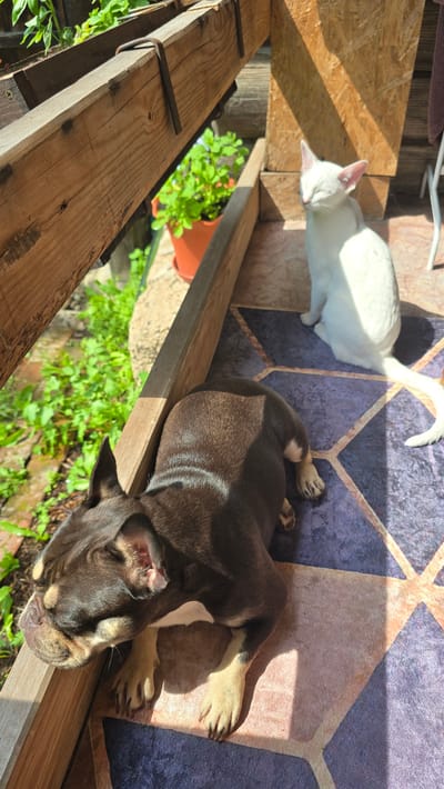 A French bulldog is lying down on a patterned outdoor rug. The dog is dark brown with tan markings on its legs and face. Next to the dog, a white cat is sitting on the same rug, facing to the left with its eyes closed. The rug is on a wooden deck, which is partially covered by a wooden beam in the foreground. Sunlight streams onto the deck, creating shadows. In the background, there are green plants in a terracotta pot and a fence made of wooden planks. The scene appears to be an outdoor patio area, possibly in a residential backyard in the city of Malaya Belonosova, Russia.