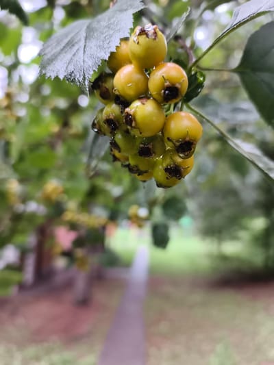 A cluster of light green berries with dark tops and water droplets hangs from a branch. One large, textured leaf with water droplets hangs above and to the left of the berries. The background is softly blurred, showing a path and green foliage. The scene appears to be outdoors in a natural setting, possibly in a park or garden. The location in Катунь, Russia is not explicitly visible in the image but could be inferred from context not provided here.
