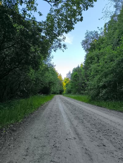 The image depicts a straight, unpaved gravel road extending into the distance, flanked by dense deciduous and coniferous forest on both sides. The sky, visible at the top, is light blue with minimal cloud cover, suggesting clear weather. The trees on the left side of the road appear darker and more shadowed, while those on the right exhibit brighter green foliage. Towards the distant vanishing point, a cluster of trees displays lighter, almost yellow-green foliage, possibly illuminated by direct sunlight. The road surface is composed of packed dirt and gravel, showing distinct parallel tire tracks consistent with vehicular traffic. Green grass lines the immediate edges of the road, separating it from the denser forest undergrowth. No individuals, animals, or artificial structures other than the road itself are present. The scene is located within the rural environment of Saku, Estonia.
